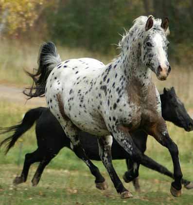 APPALOOSA